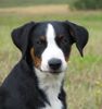 Appenzeller Sennenhund Foto: Heika (Filas Pride Beccas) 5 m. alt (ID 23838) Appenzeller Sennenhund Hund