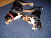 Appenzeller Sennenhund Foto: schlafende ,still ruht der Appenz.See (ID 34257) Appenzeller Sennenhund Hund