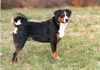 Appenzeller Sennenhund Foto (ID 230) Appenzeller Sennenhund Hund