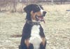 Appenzeller Sennenhund Foto (ID 231) Appenzeller Sennenhund Hund