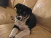 Appenzeller Sennenhund Foto: Ich bin Paula und bin 2 Monate! (ID 18435) Appenzeller Sennenhund Hund