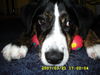 Appenzeller Sennenhund Foto: Unsere Bine (ID 38469) Appenzeller Sennenhund Hund