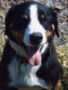Appenzeller Sennenhund Foto: Unser Rüde Aaron, der leider nicht mehr bei uns ist (ID 27161) Appenzeller Sennenhund Hund