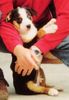 Appenzeller Sennenhund Foto: Asco - 9 Wochen alt - soooo lieb (ID 30379) Appenzeller Sennenhund Hund