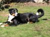Appenzeller Sennenhund Foto: Asko hascht erste Sonnenstrahlen im März 2004 (ID 10325) Appenzeller Sennenhund Hund