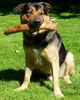Appenzeller Sennenhund Foto: Ich heiße Ben. Mein Vater ist ein Schäferhund und meine Mama eine Appenzellerin. (ID 35475) Appenzeller Sennenhund Hund
