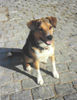 Appenzeller Sennenhund Foto: bläss (ID 27065) Appenzeller Sennenhund Hund