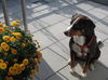 Appenzeller Sennenhund Foto: Judy unsere Blumenmaus (ID 36285) Appenzeller Sennenhund Hund