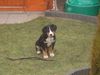 Appenzeller Sennenhund Foto: Tila 12 Wochen alt... (ID 28195) Appenzeller Sennenhund Hund