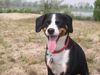 Appenzeller Sennenhund Foto: Cora (ID 26252) Appenzeller Sennenhund Hund