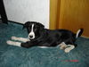 Appenzeller Sennenhund Foto: so seh ich komplett aus,gruss Sisco (ID 34877) Appenzeller Sennenhund Hund