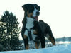 Appenzeller Sennenhund Foto (ID 31315) Appenzeller Sennenhund Hund
