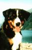Appenzeller Sennenhund Foto: Zuchthündin Debby v. Brünggberg (ID 7471) Appenzeller Sennenhund Hund