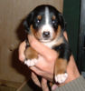Appenzeller Sennenhund Foto: Betsy Appi mit 3 Wochen (ID 28716) Appenzeller Sennenhund Hund