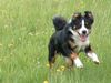 Appenzeller Sennenhund Foto: Elvis (ID 43747) Appenzeller Sennenhund Hund