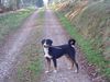 Appenzeller Sennenhund Foto: Basko(8 Monate), ohne Stock geht`s nicht mehr (ID 16947) Appenzeller Sennenhund Hund