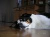 Appenzeller Sennenhund Foto: Sooo müüüüde... (ID 15166) Appenzeller Sennenhund Hund