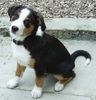 Appenzeller Sennenhund Foto: Hallo, darf ich mich vorstellen... ASCO! (ID 30359) Appenzeller Sennenhund Hund