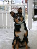 Appenzeller Sennenhund Foto: Appenzeller mix 3Jahre alt Sämi (ID 27717) Appenzeller Sennenhund Hund