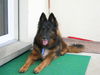 Appenzeller Sennenhund Foto: Chicca! Schäfer- Apenzeller mix (ID 27871) Appenzeller Sennenhund Hund