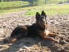 Appenzeller Sennenhund Foto: Da bin ich nochmals! Übrigens Ich heisse Chicca (ID 27602) Appenzeller Sennenhund Hund