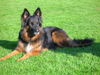 Appenzeller Sennenhund Foto: Appenzeller- Schäfer mix Wird 8Jahre alt! (ID 27589) Appenzeller Sennenhund Hund