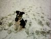 Appenzeller Sennenhund Foto: das ist ein appenzellersennenhund und alle info´s zu ihm (ID 2340) Appenzeller Sennenhund Hund