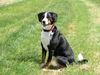 Appenzeller Sennenhund Foto: Cora im Feld (ID 26257) Appenzeller Sennenhund Hund