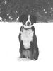Appenzeller Sennenhund Foto: Cora im Schnee (ID 26255) Appenzeller Sennenhund Hund