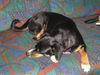 Appenzeller Sennenhund Foto: Perfect Sleep (ID 37820) Appenzeller Sennenhund Hund