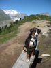 Appenzeller Sennenhund Foto: Priyanka vom Inseli im Schwendetal auf der Hohfluh (ID 46461) Appenzeller Sennenhund Hund