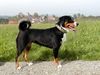 Appenzeller Sennenhund Foto: Zuchthündin Juka v. Brünggberg in Kyburg (ID 7466) Appenzeller Sennenhund Hund