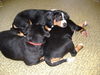Appenzeller Sennenhund Foto: immer Hunger auf Milch (ID 42052) Appenzeller Sennenhund Hund