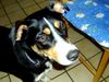 Appenzeller Sennenhund Foto: Kaya (ID 15197) Appenzeller Sennenhund Hund