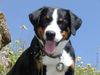 Appenzeller Sennenhund Foto: Blindenführhund Kaj v. Brünggberg (ID 7472) Appenzeller Sennenhund Hund