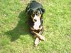 Appenzeller Sennenhund Foto: ausruhen nach dem Spiel (ID 10530) Appenzeller Sennenhund Hund