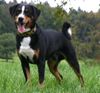 Appenzeller Sennenhund Foto: Zuchtrüde Lobo (ID 7464) Appenzeller Sennenhund Hund