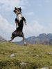 Appenzeller Sennenhund Foto: Zuchthündin Juka v. Brünggberg bei einem Freudensprung in den Alpen (ID 7465) Appenzeller Sennenhund Hund