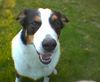 Appenzeller Sennenhund Foto: Komm ich jetzt ins Fernsehen.... (ID 8967) Appenzeller Sennenhund Hund