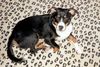 Appenzeller Sennenhund Foto: Unser Moritz! (ID 6228) Appenzeller Sennenhund Hund