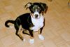 Appenzeller Sennenhund Foto: Unser Moritz! (ID 6257) Appenzeller Sennenhund Hund