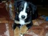 Appenzeller Sennenhund Foto: Unser Max. Ca. 8 Wochen alt. (ID 7584) Appenzeller Sennenhund Hund