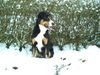 Appenzeller Sennenhund Foto: Meex der Appenzeller aus Franken (ID 2254) Appenzeller Sennenhund Hund