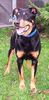 Appenzeller Sennenhund Foto: na das bin ich auch (ID 33304) Appenzeller Sennenhund Hund