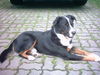 Appenzeller Sennenhund Foto: Das ist unser Monty (ID 25599) Appenzeller Sennenhund Hund