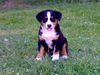 Appenzeller Sennenhund Foto: Tell mit 5 Wochen (ID 42869) Appenzeller Sennenhund Hund