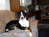 Appenzeller Sennenhund Foto: Coras auf dem Sofa (ID 26254) Appenzeller Sennenhund Hund
