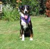 Appenzeller Sennenhund Foto: Schick, was? (ID 16684) Appenzeller Sennenhund Hund
