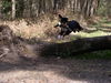 Appenzeller Sennenhund Foto: Coras Hürdensprung (ID 26253) Appenzeller Sennenhund Hund