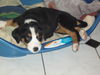 Appenzeller Sennenhund Foto: Benny ca 10 Wochen. Ich bin doch soooo lieb. (ID 36010) Appenzeller Sennenhund Hund